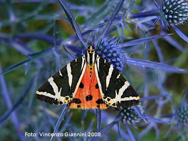 Farfalla   Euplagia quadripunctaria